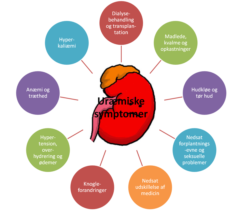 Nyre_illustration_uræmiske symptomer.png